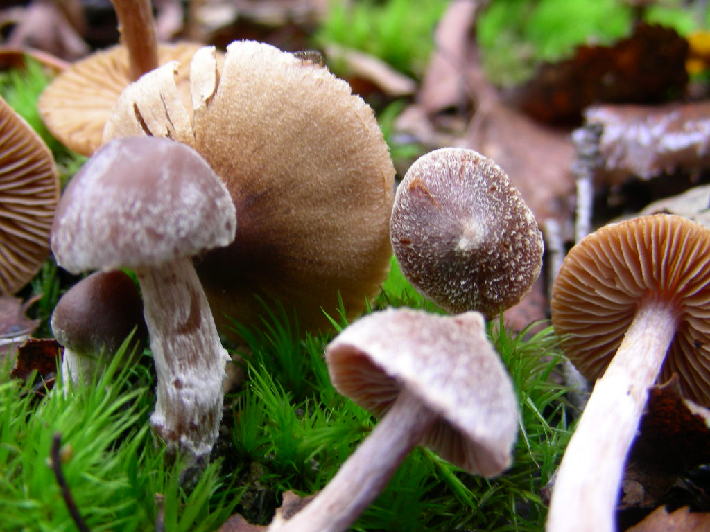 Che bel ... cappello !!!